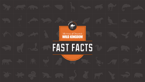 Fast Facts logo